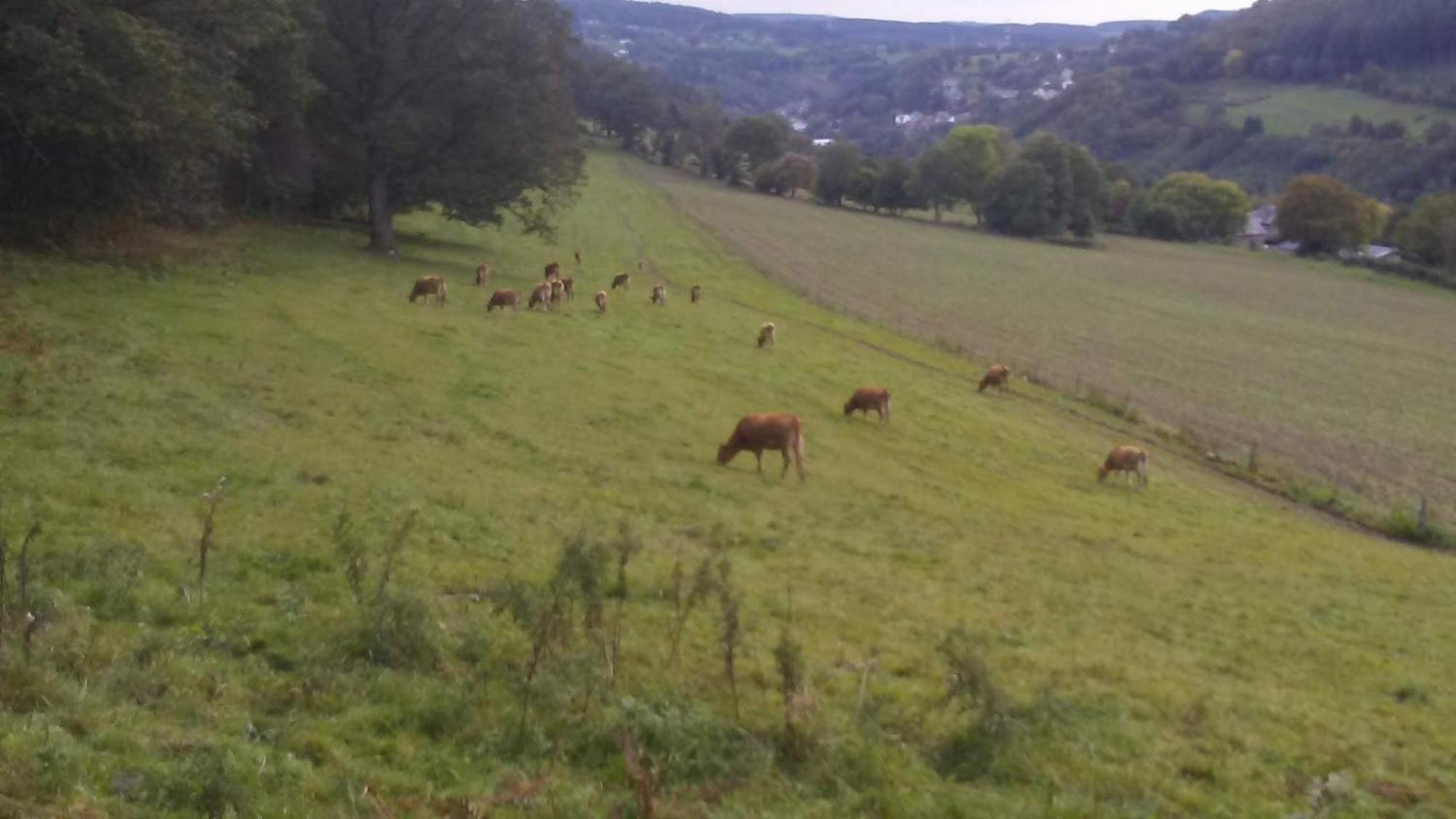 Vakantieverblijf Coo-Sy Stavelot Buitenkant foto